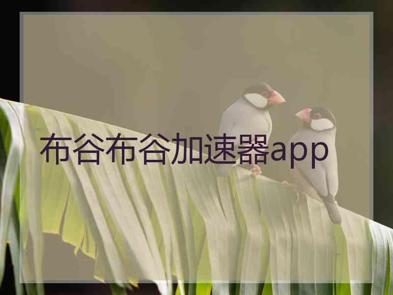 布谷布谷加速器app